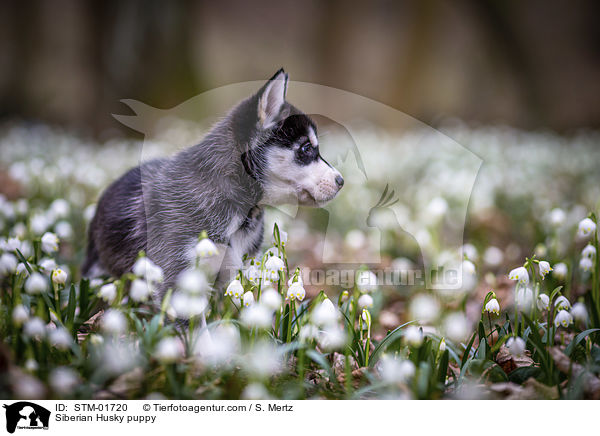 Siberian Husky puppy / STM-01720