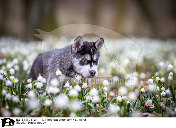 Siberian Husky puppy / STM-01721