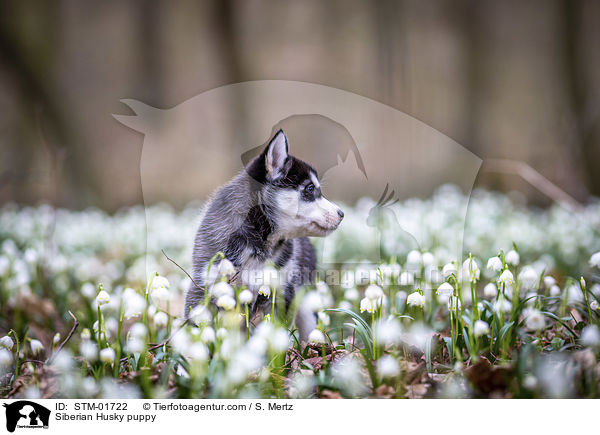 Siberian Husky puppy / STM-01722