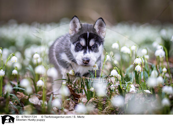 Siberian Husky puppy / STM-01724