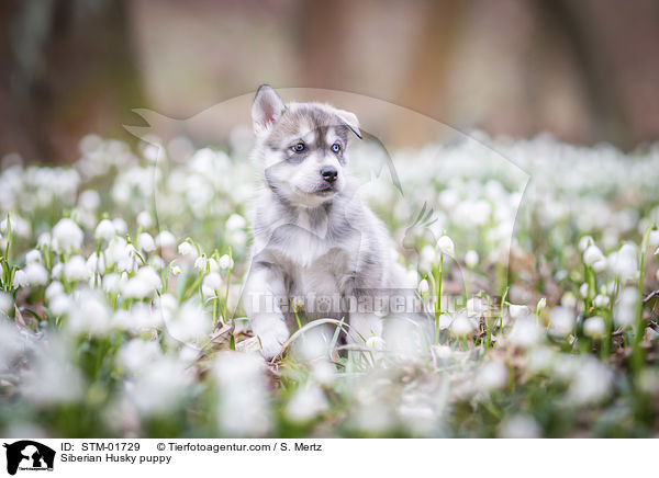 Siberian Husky puppy / STM-01729