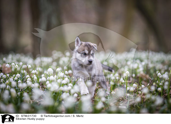 Siberian Husky puppy / STM-01730