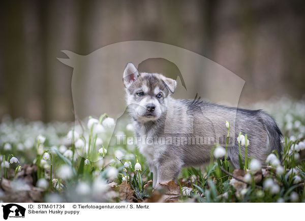 Siberian Husky puppy / STM-01734