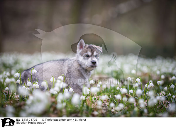 Siberian Husky puppy / STM-01735