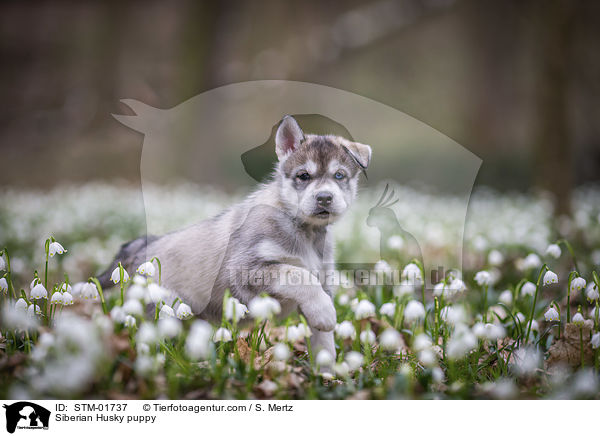 Siberian Husky puppy / STM-01737