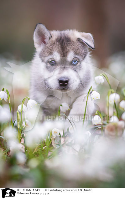 Siberian Husky puppy / STM-01741