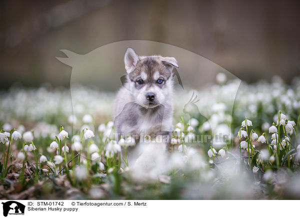 Siberian Husky puppy / STM-01742
