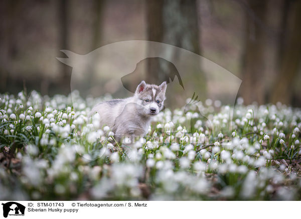 Siberian Husky puppy / STM-01743