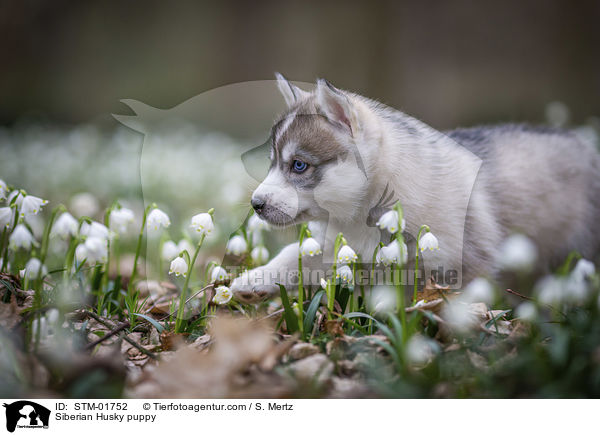 Siberian Husky puppy / STM-01752