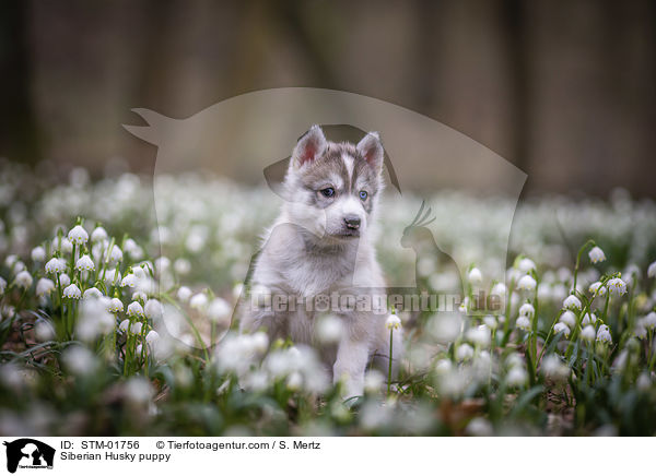 Siberian Husky puppy / STM-01756