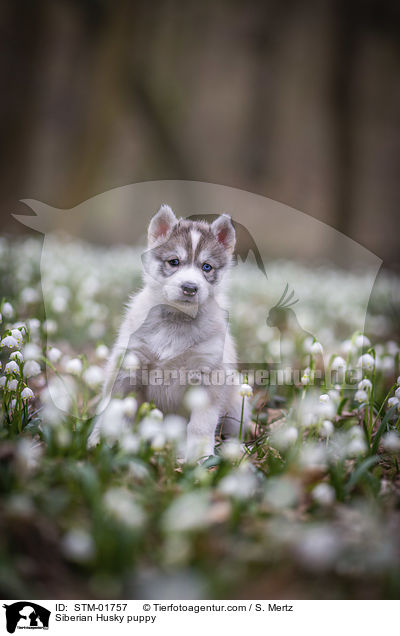 Siberian Husky puppy / STM-01757