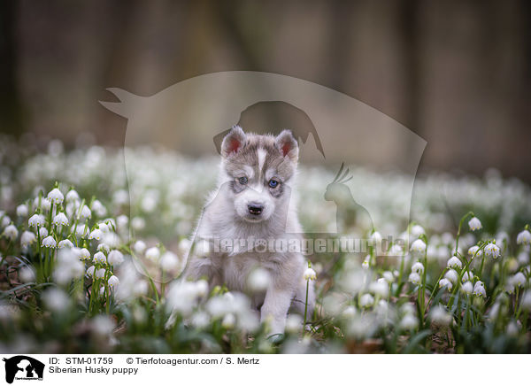 Siberian Husky puppy / STM-01759