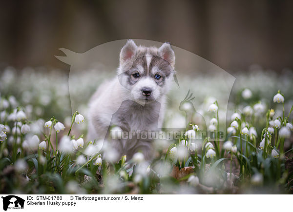 Siberian Husky puppy / STM-01760