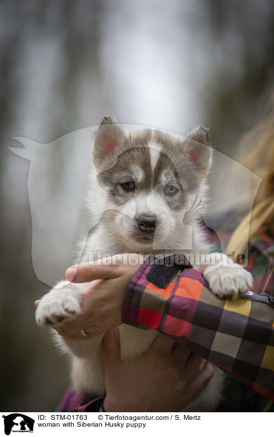 woman with Siberian Husky puppy / STM-01763