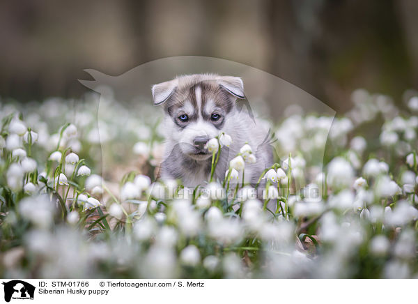 Siberian Husky puppy / STM-01766