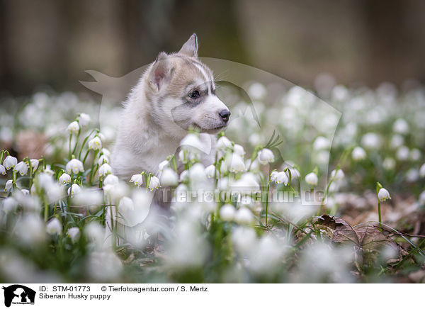 Siberian Husky puppy / STM-01773