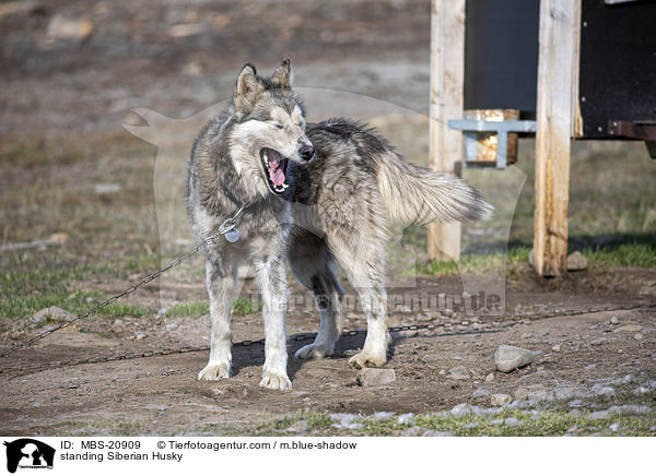 standing Siberian Husky / MBS-20909