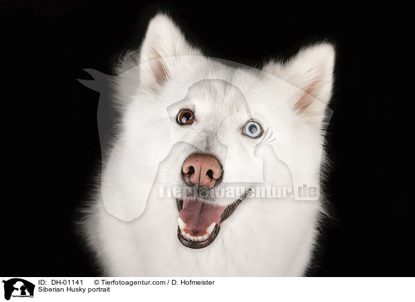 Siberian Husky portrait / DH-01141