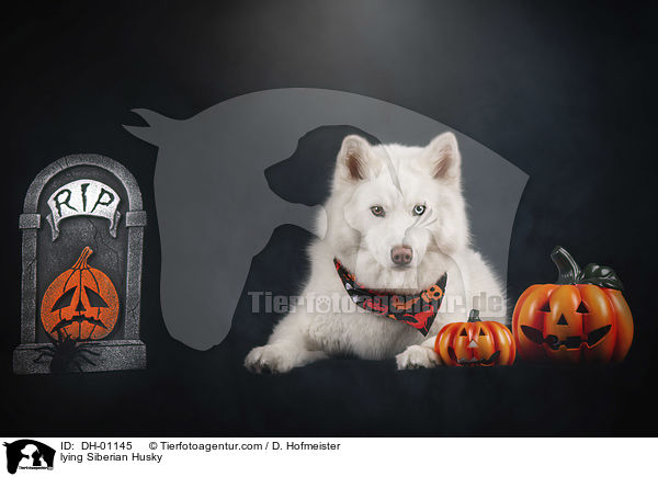 liegender Siberian Husky / lying Siberian Husky / DH-01145