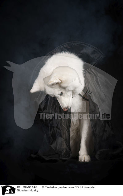 Siberian Husky / Siberian Husky / DH-01148