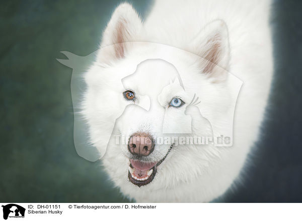 Siberian Husky / DH-01151