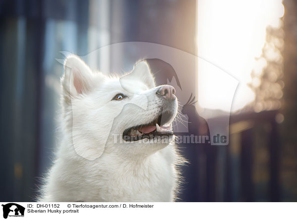 Siberian Husky portrait / DH-01152