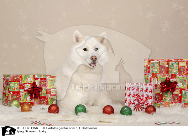 lying Siberian Husky / DH-01156