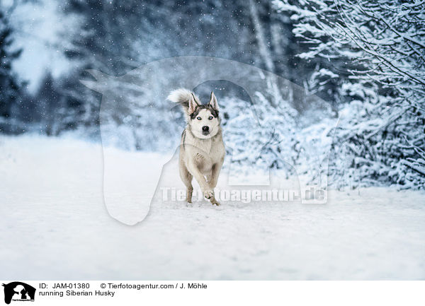 running Siberian Husky / JAM-01380