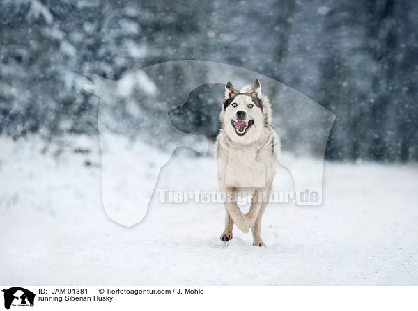 running Siberian Husky / JAM-01381