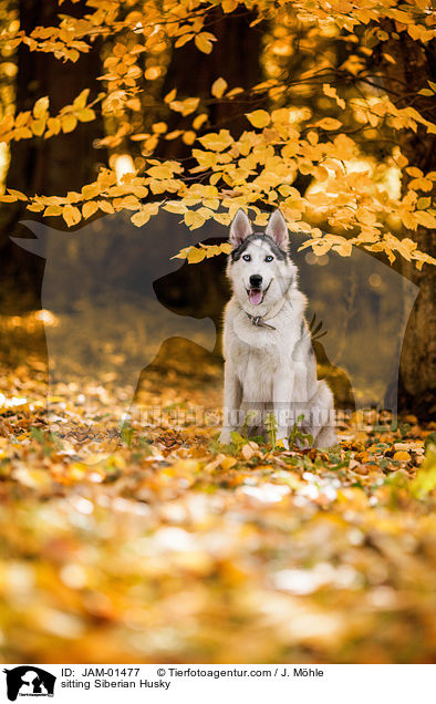 sitting Siberian Husky / JAM-01477