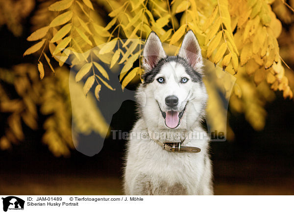 Siberian Husky Portrait / JAM-01489