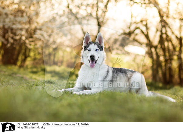 lying Siberian Husky / JAM-01622