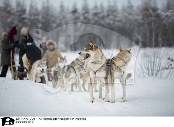 dog sledding / PK-01096