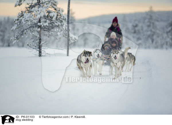 dog sledding / PK-01103