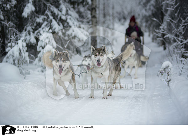 dog sledding / PK-01106