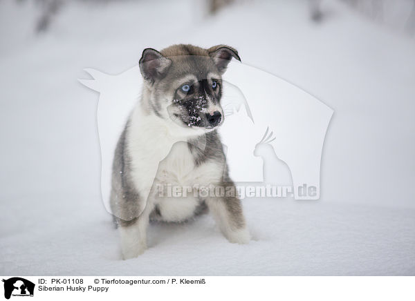 Siberian Husky Puppy / PK-01108