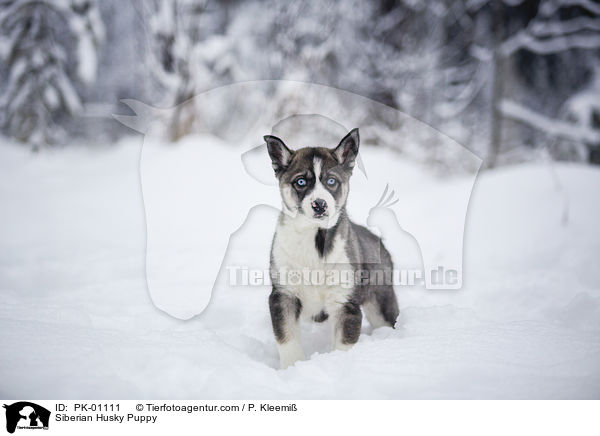 Siberian Husky Puppy / PK-01111