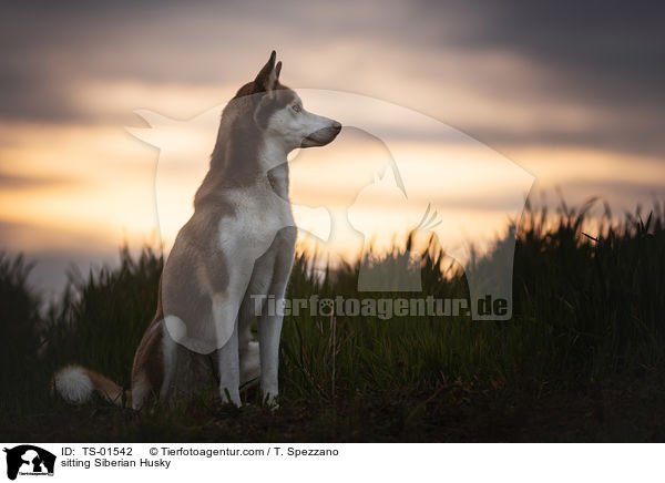 sitting Siberian Husky / TS-01542
