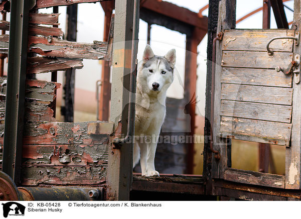 Siberian Husky / Siberian Husky / KB-05428