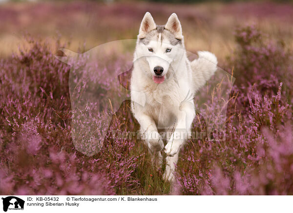 running Siberian Husky / KB-05432