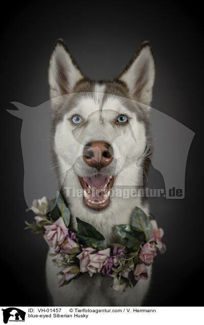 blue-eyed Siberian Husky / VH-01457