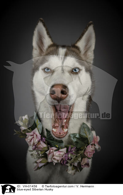blauugiger Siberian Husky / blue-eyed Siberian Husky / VH-01458