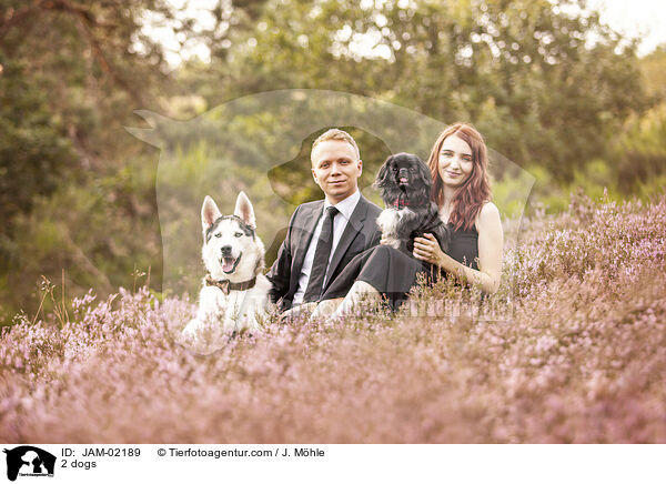 2 Hunde / 2 dogs / JAM-02189