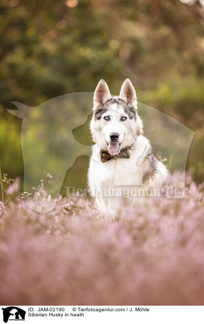 Siberian Husky in der Heide / Siberian Husky in heath / JAM-02190