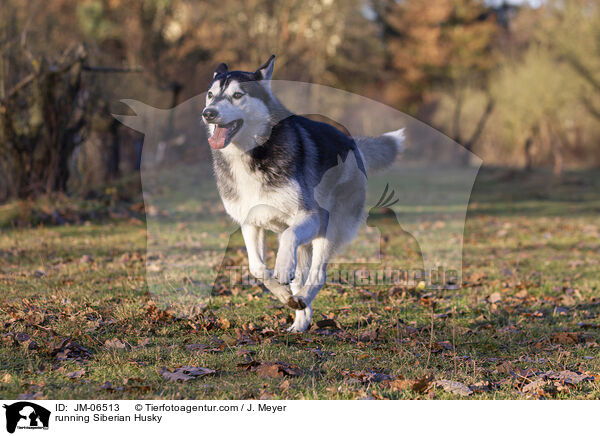 running Siberian Husky / JM-06513