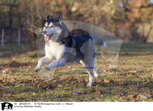 running Siberian Husky / JM-06514