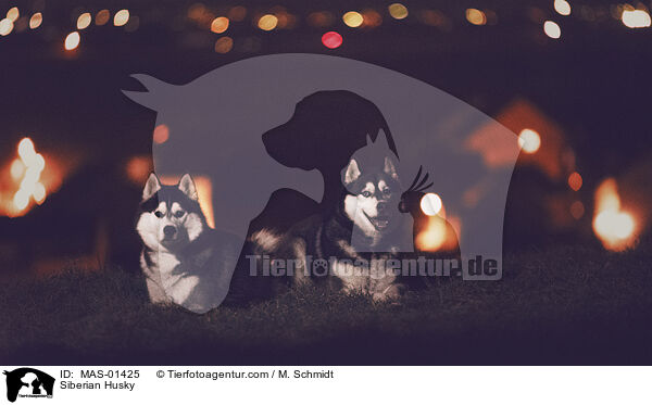 Siberian Husky / Siberian Husky / MAS-01425