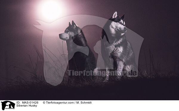 Siberian Husky / MAS-01426