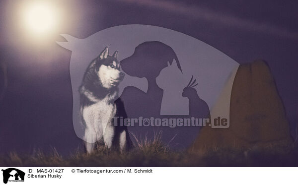 Siberian Husky / Siberian Husky / MAS-01427
