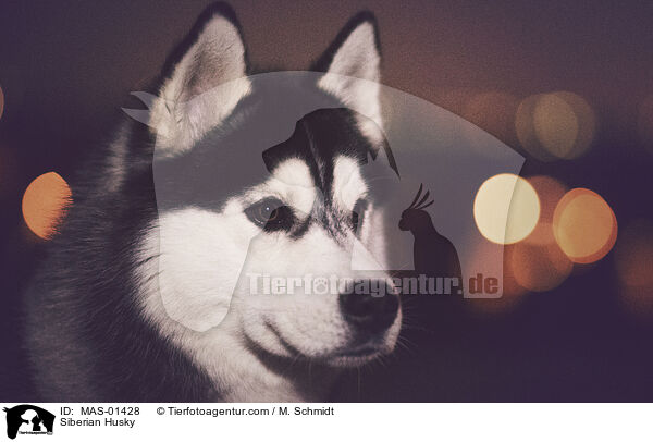 Siberian Husky / Siberian Husky / MAS-01428